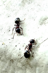 Dolichoderus sibiricus