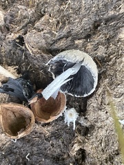 Coprinopsis pseudonivea