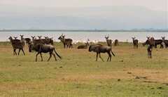 Connochaetes taurinus mearnsi