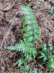 Diplazium dilatatum