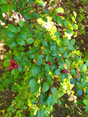 Cotoneaster divaricatus