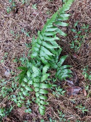 Diplazium dilatatum
