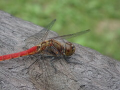 Odonata
