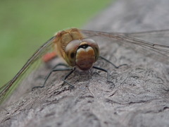 Odonata