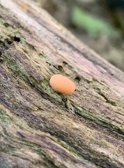 Lycogala epidendrum