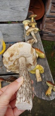Leccinum scabrum