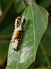 Papilio clytia clytia