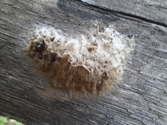 Lymantria dispar