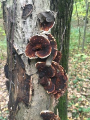 Daedaleopsis tricolor