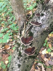 Daedaleopsis tricolor