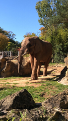 Elephantidae