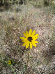 Helianthus angustifolius