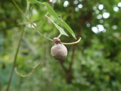 Dioscorea japonica