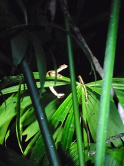 Bothriechis schlegelii