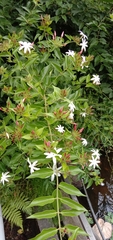 Jasminum dichotomum