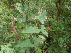 Dioscorea japonica