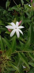 Jasminum dichotomum