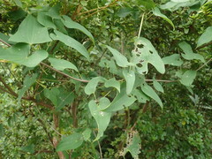 Dioscorea japonica