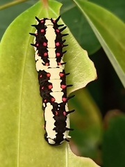 Papilio clytia clytia