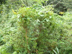 Dioscorea japonica