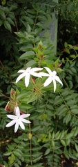 Jasminum dichotomum