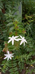 Jasminum dichotomum