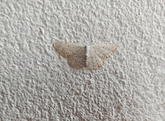 Scopula marginepunctata