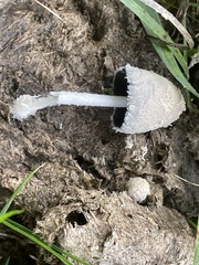 Coprinopsis pseudonivea