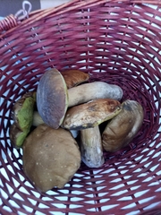 Boletus