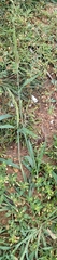 Echinochloa colona