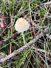 Mycena epipterygia