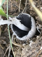 Coprinopsis pseudonivea