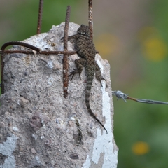 Sceloporus torquatus