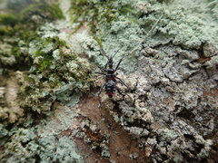 Agriosphodrus dohrni