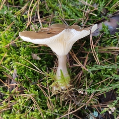 Pseudoclitocybe cyathiformis