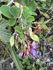 Lespedeza thunbergii