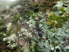 Agriosphodrus dohrni