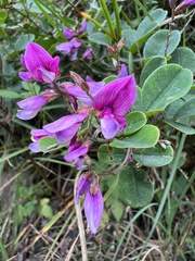 Lespedeza thunbergii