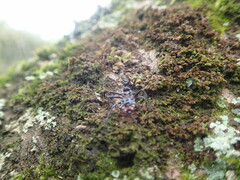 Agriosphodrus dohrni