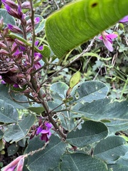 Lespedeza thunbergii