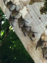 Rhynchonycteris naso