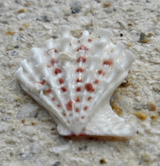 Caribachlamys pellucens