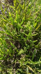 Baccharis genistelloides