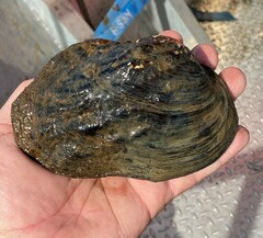 Arcidens confragosus