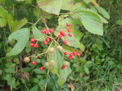 Viburnum