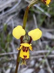 Diuris decrementa