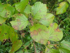 Viburnum