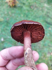 Cortinarius semisanguineus