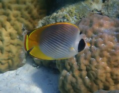 Chaetodon adiergastos