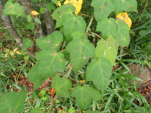 Image of Acer crataegifolium by (c) Yoshihiro Tokue, some rights reserved (CC BY)